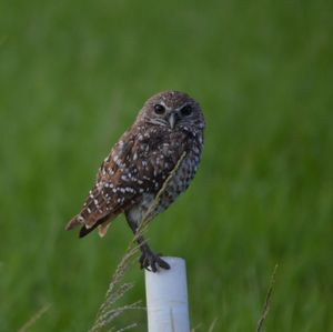 Close-up of owl perching on leaf