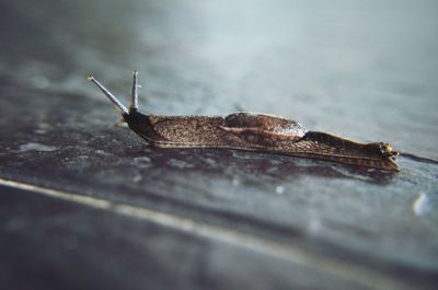 Close-up of insect