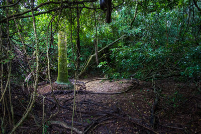 Trees growing in forest