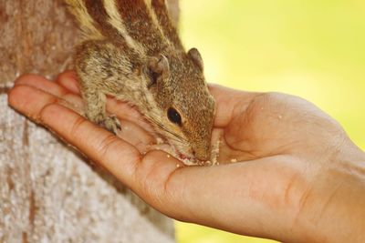 Close-up of hand holding lizard