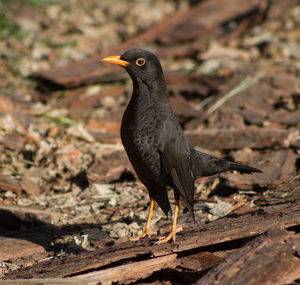 Close-up of bird perching on a field
