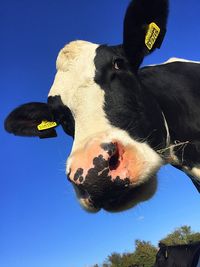 Low angle portrait of cow against blue sky