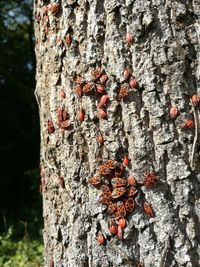 Close-up of tree trunk