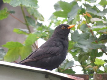Close-up of bird perching on a plant