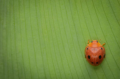 Close-up of orange leaf