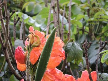 Close-up of red flowers