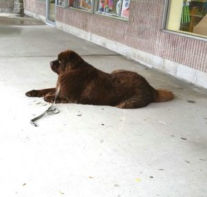 Portrait of cat lying on tiled floor