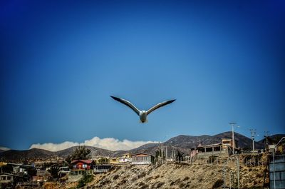 Birds flying over city against blue sky