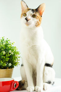 Portrait of cat sitting on potted plant