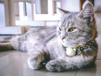 Close-up portrait of a cat