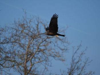 Low angle view of bird flying against sky