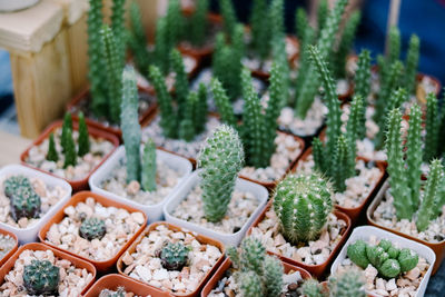 High angle view of potted plants