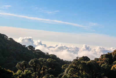 Low angle view of trees against sky