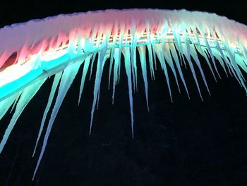 Close-up of jellyfish in sea