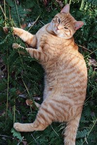 High angle view of cat on field