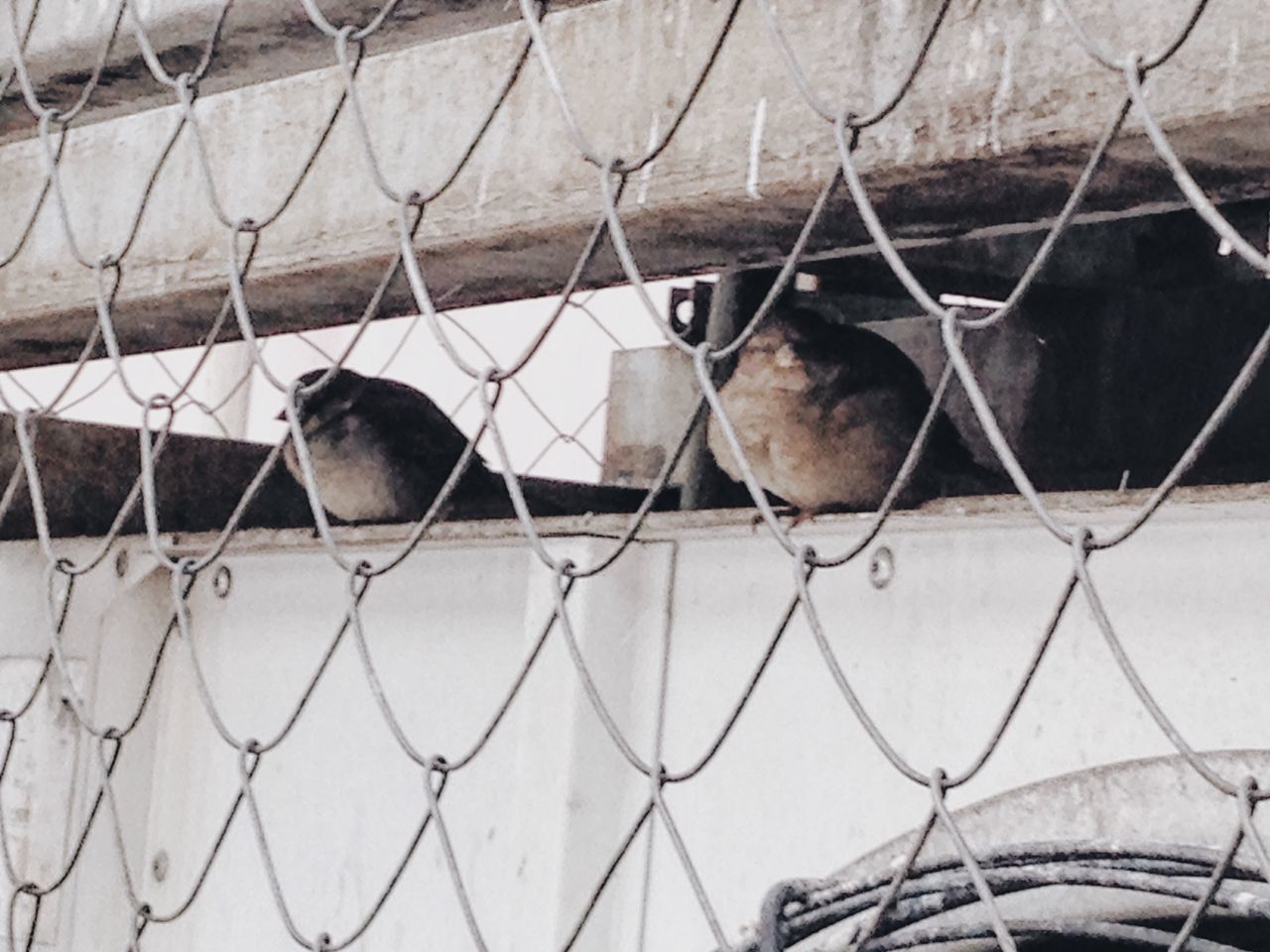 animal themes, one animal, cage, mammal, domestic animals, chainlink fence, wildlife, bird, fence, animals in the wild, pets, two animals, animals in captivity, metal, zoo, zoology, perching, protection, close-up, outdoors