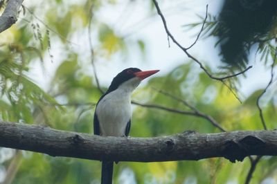 Low angle view of bird perching on branch