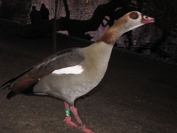 Close-up of a bird