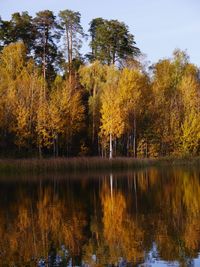 Scenic view of lake in forest