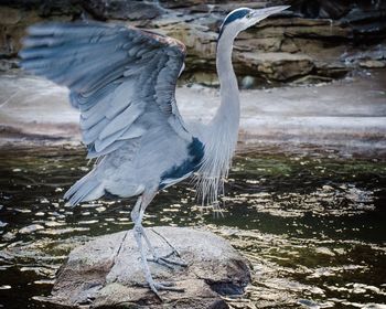 High angle view of gray heron on water