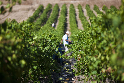 Man working in vineyard