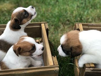 High angle view of two dogs on wood