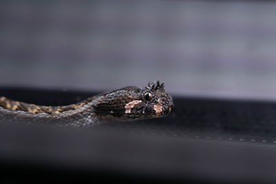 Close-up of lizard on rock