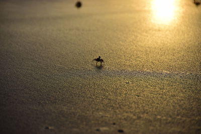 Close-up of horse on beach