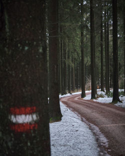 Footpath amidst trees in forest