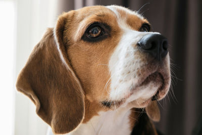 Close-up portrait of a dog of breed beagle, expressive look. muzzle close-up. hanging ears.