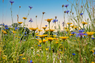 Close-up of yellow flowering plants on field