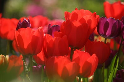 Close-up of red tulips in field