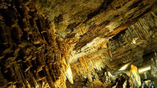 Full frame shot of tree