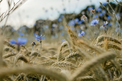 Cornflower