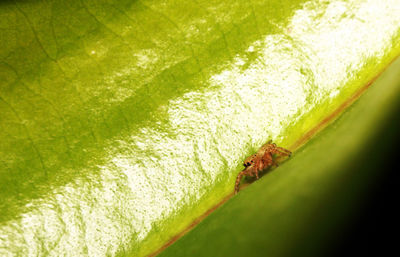 Close-up of drink on leaf against green background