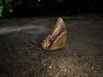 Close-up of butterfly on rock