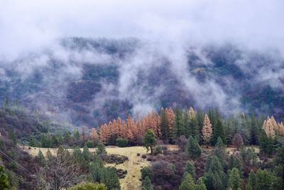 Panoramic view of trees on mountain against sky