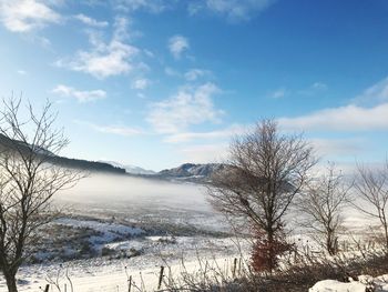 Bare trees on snow covered landscape against sky