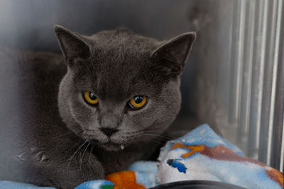 Close-up portrait of a cat