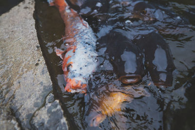 High angle view of koi carps swimming in lake