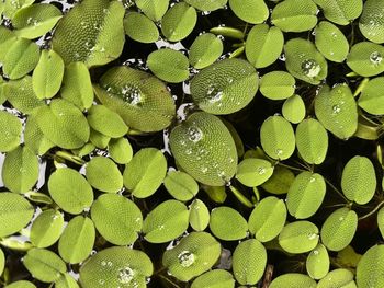 Full frame shot of green plant