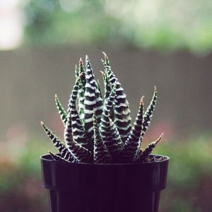 Close-up of potted plant