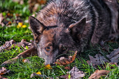 Close-up portrait of a dog on field