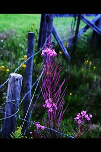 Close-up of purple flowers