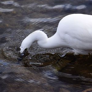 Swan swimming in lake