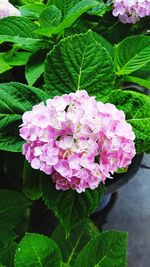 Close-up of pink flowers blooming outdoors