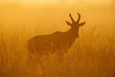 View of horse on field during sunset