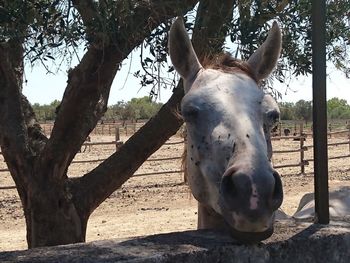 Close-up portrait of horse