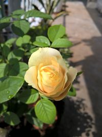 Close-up of flower blooming outdoors