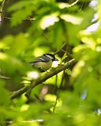 Bird perching on tree trunk